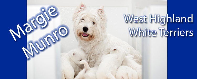 Campo Cane Corsos:: Breeder of Cane Corsos